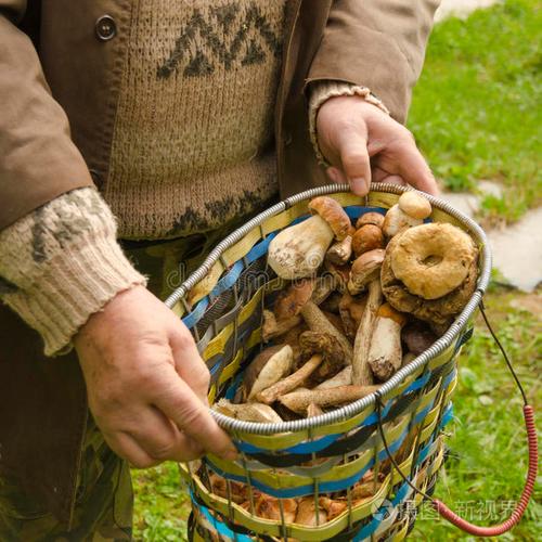 植物区系 牛肝菌 篮子 产品 木材 蘑菇 白杨 食物 男人